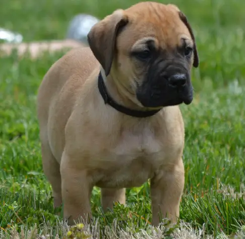 Giant Bullmastiff puppies available for sale.